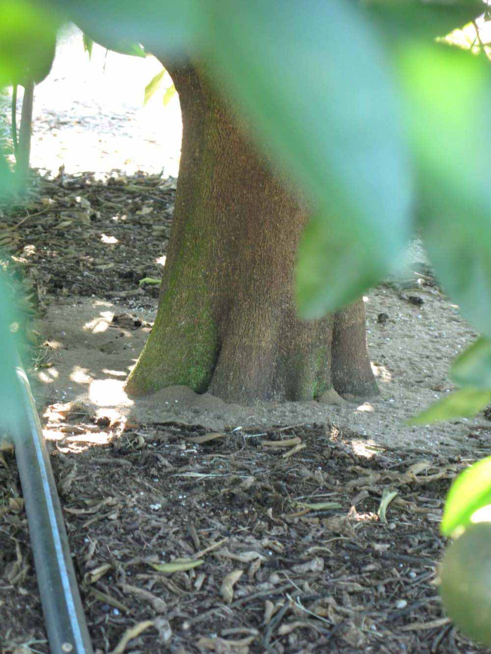            Bark (Winter Haven, FL)      